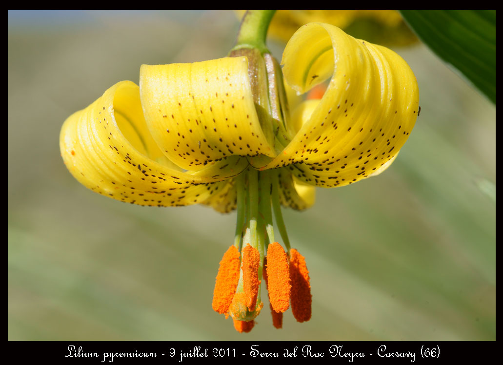 Lilium pyrenaicum